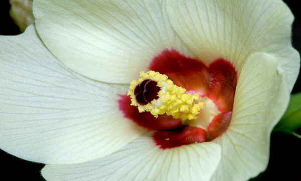 A CLOSE UP OF FLOWER LADYFINGER