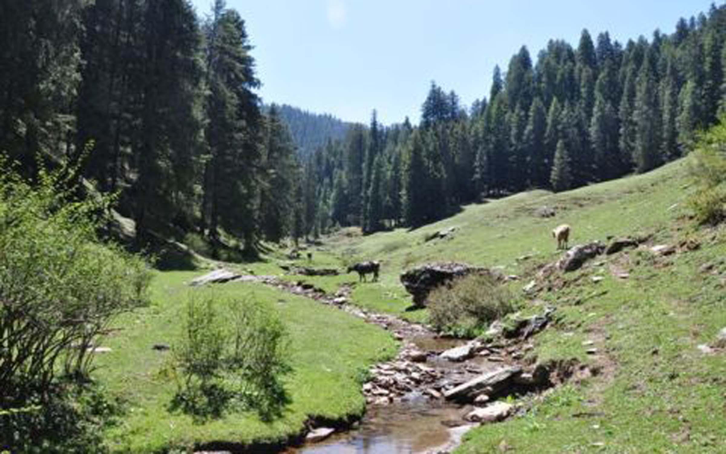 VIEW OF FOREST AND STREAM NEAR GIRI GANGA