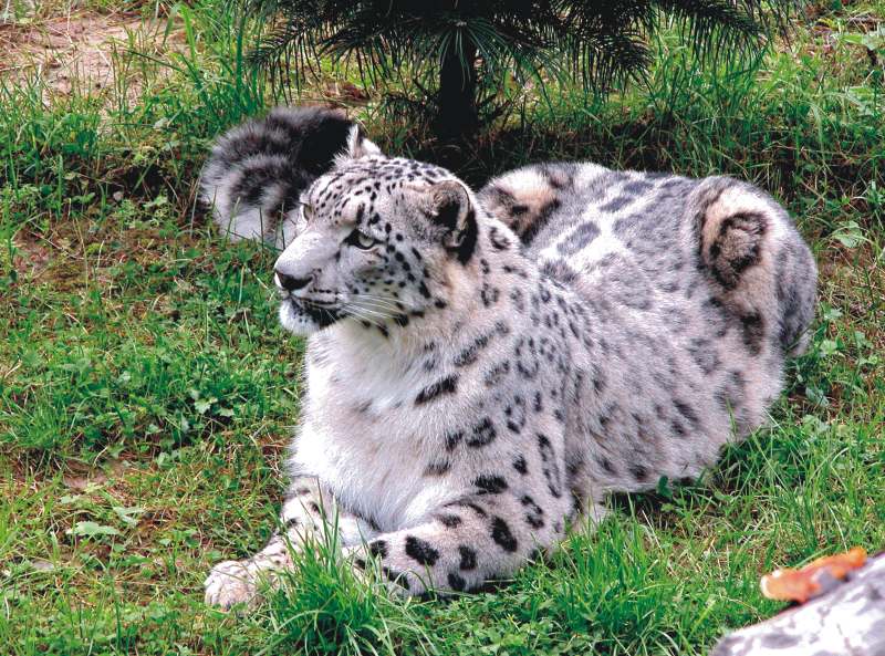 STATE ANIMAL - SNOW LEOPARD