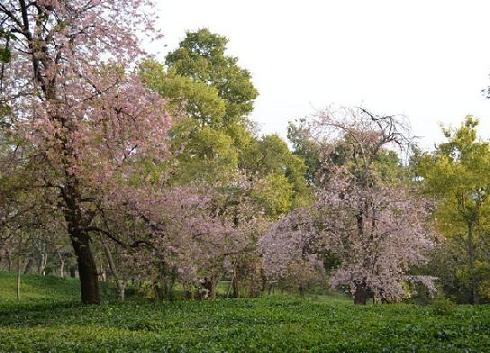 VIEW OF A TEA GARDEN IN TEA ESTATE DURING AUTUMN AT DHARAMSHALA