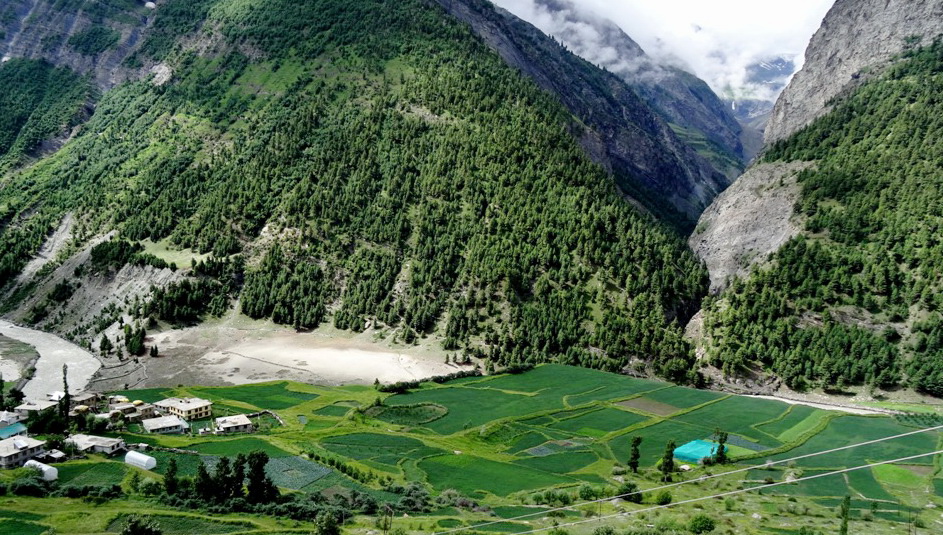 BEAUTIFUL GREEN PEA FIELDS AT VILLAGE GONDHLA, NEAR KEYLONG, LAHAUL SPITI