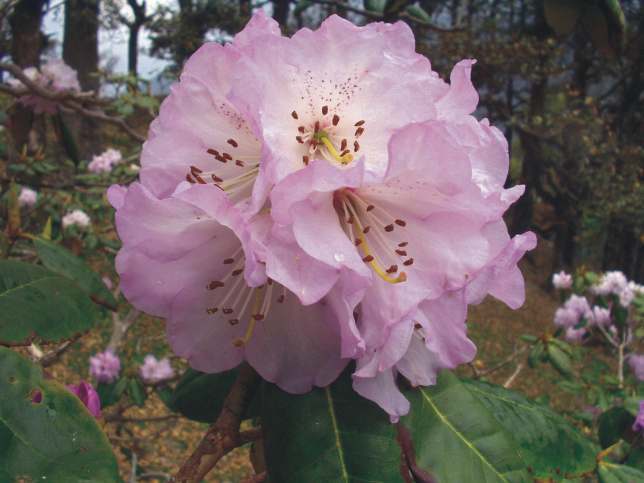 STATE FLOWER - PINK RHODODENDRON