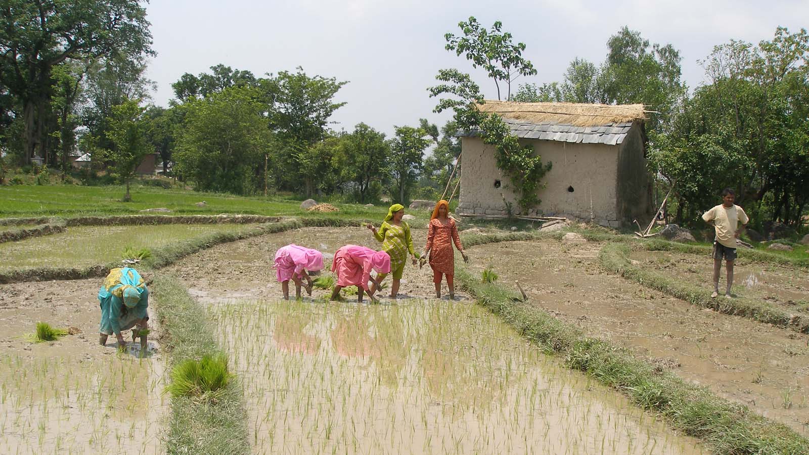 FARMERS TRANSPLANTING RICE IN A VILLAGE, KANGRA