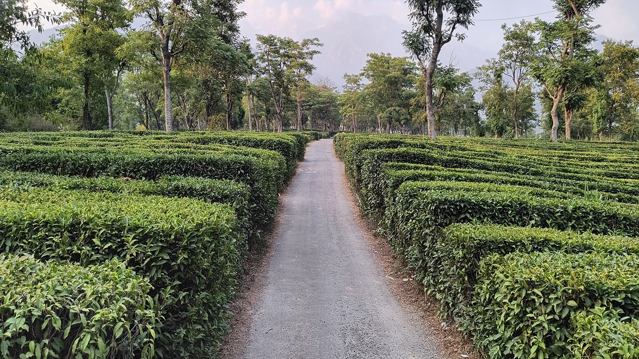  Panoramic View of Tea Gardens at Palampur, HP