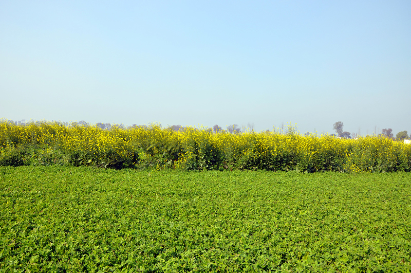 THE BASANT PANCHAMI-MUSTARD (SARSON) FIELDS IN DISTRICT UNA