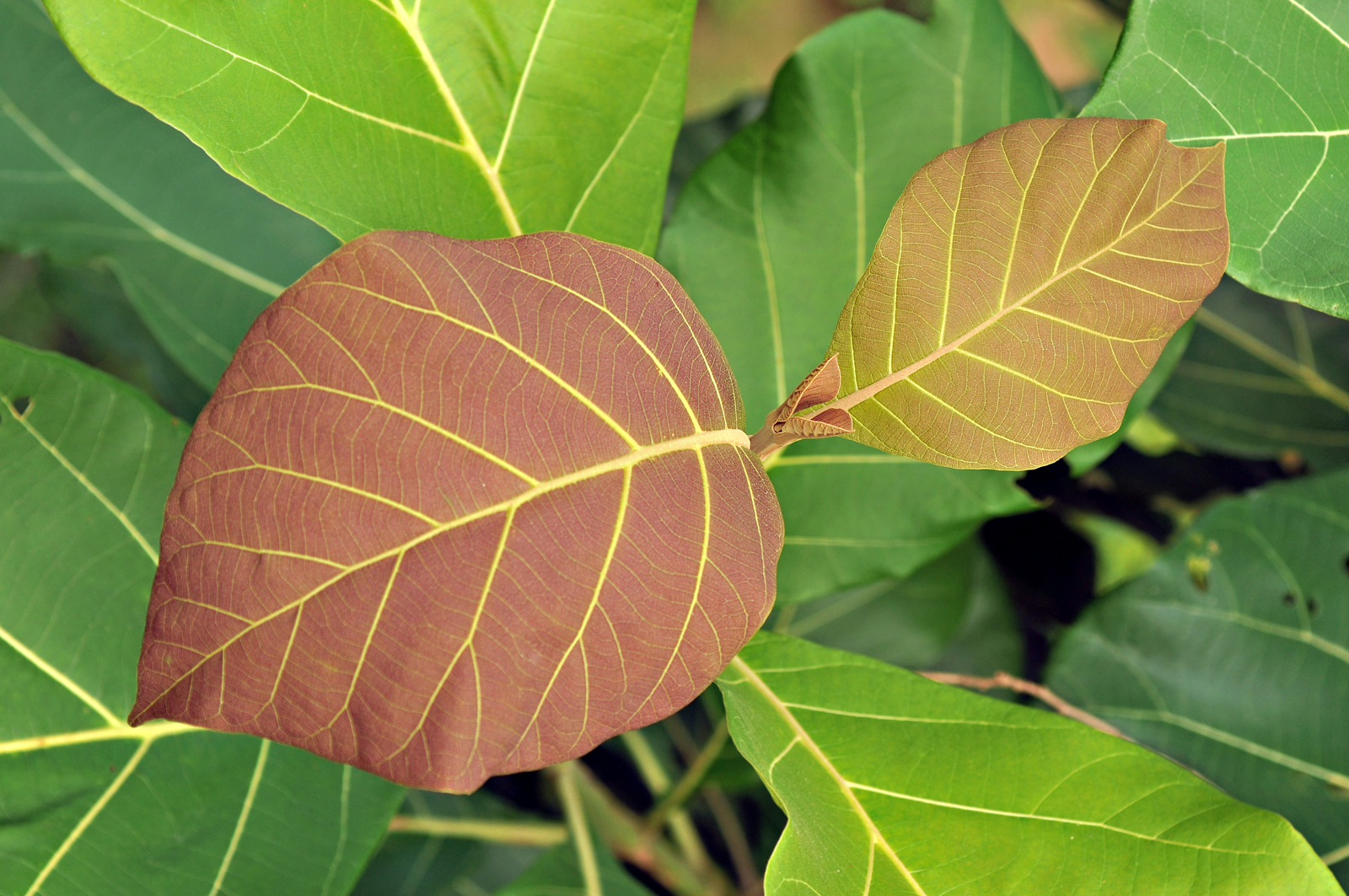 TEAK (TECTONA - GRANDIS)