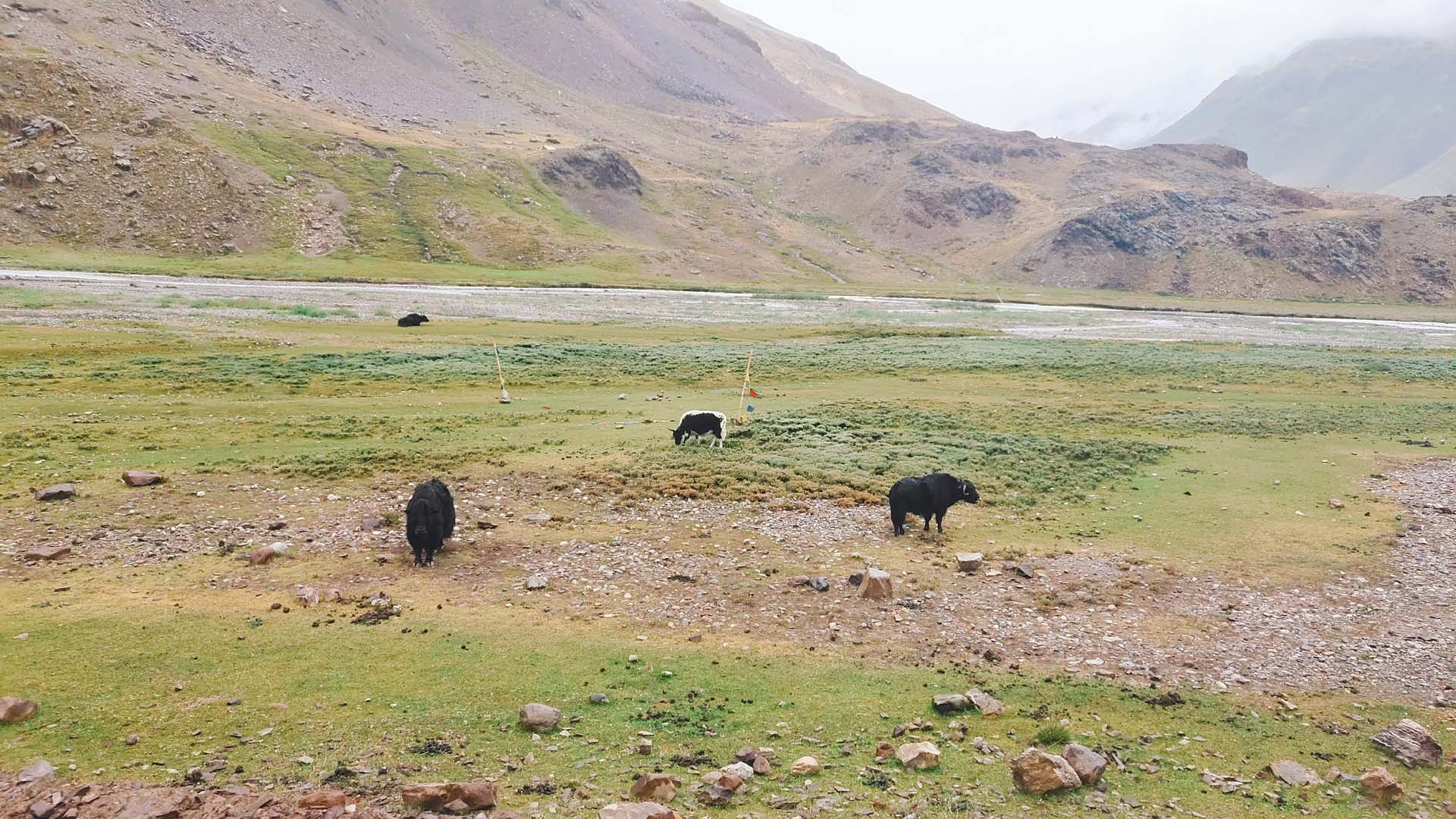 WILDLIFE OF SPITI