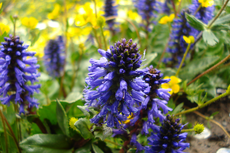 WILD FAUNA GROWING IN THE MOUNTAIN SLOPES OF DHAULADHAR,CHAMBA