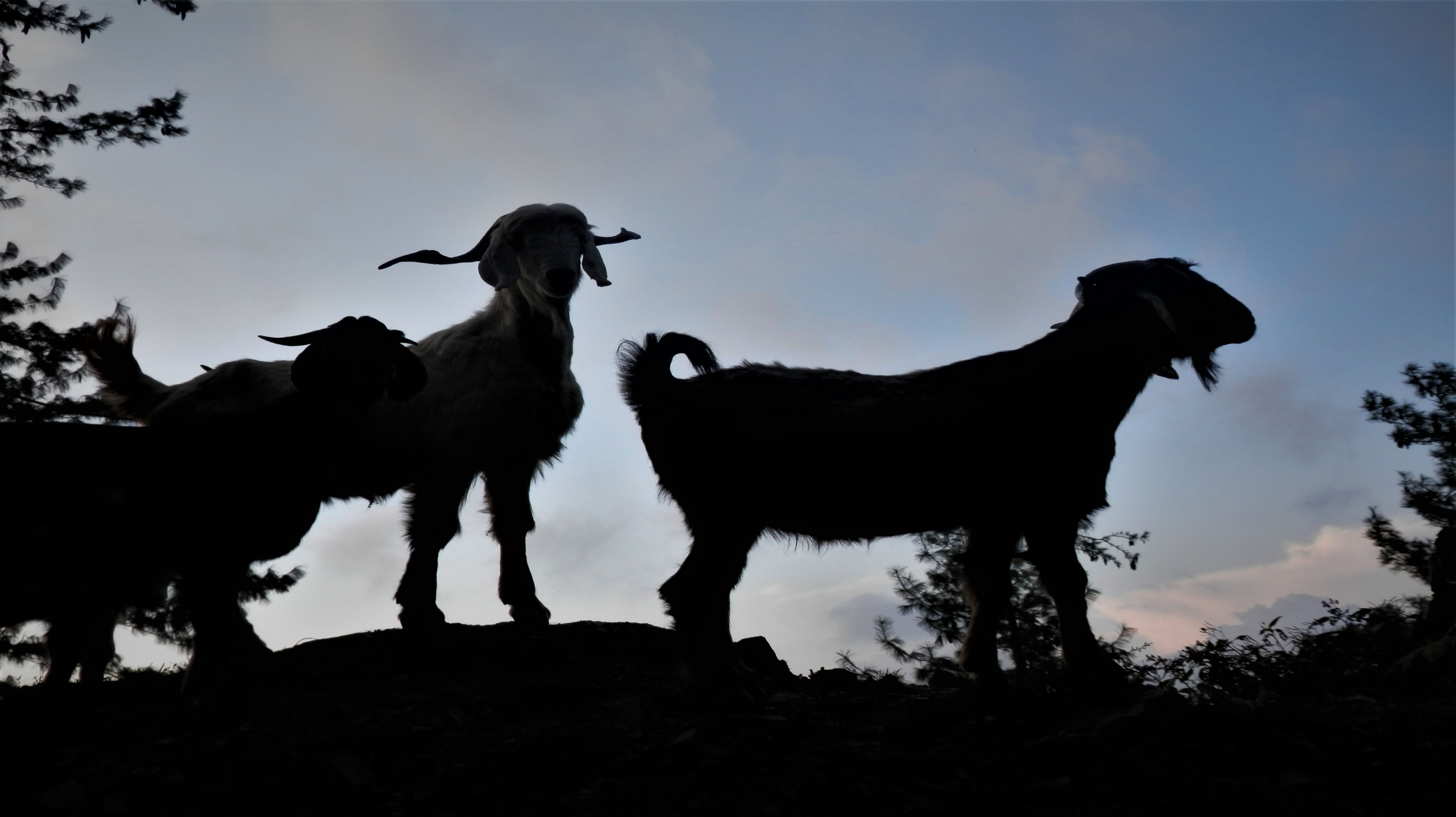 ANIMAL LIFE ON HIMACHALI MOUNTAINS