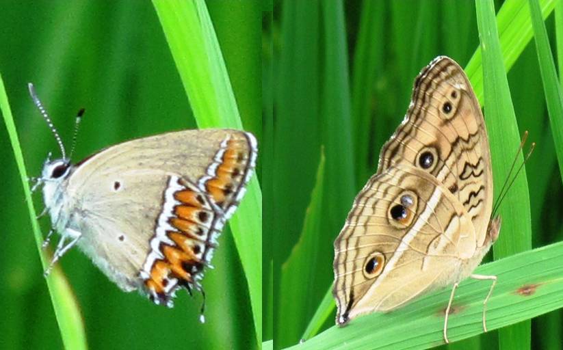 BEAUTIFUL CREATURE BUT PEST ON PADDY