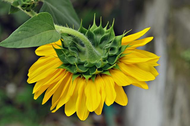 SUN FLOWER