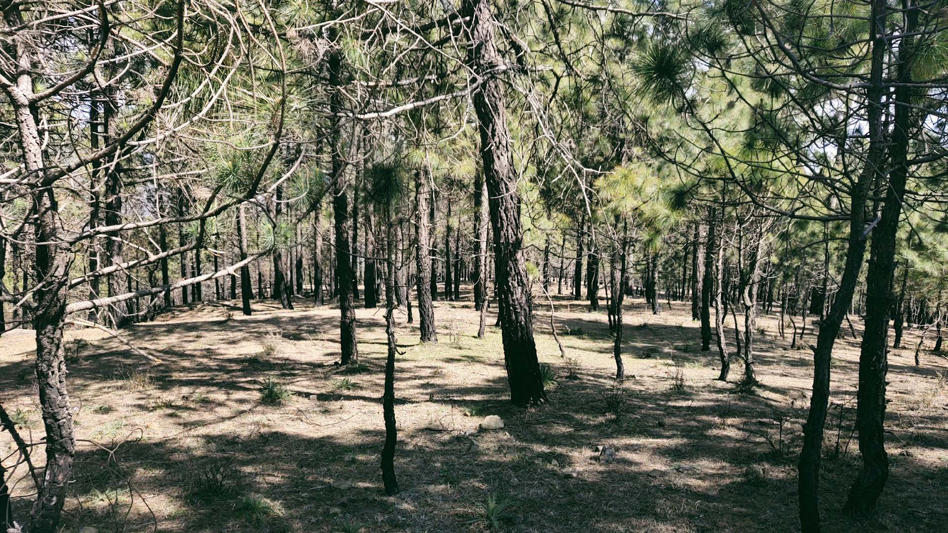 CLEAN BREATH OF AIR AT BHURESHWAR MAHADEV