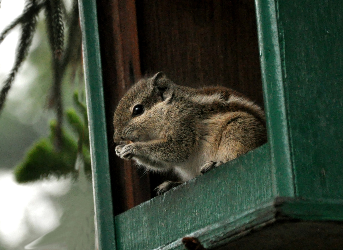 SQUIRREL TAKING FOOD FROM A BIRD HOUSE