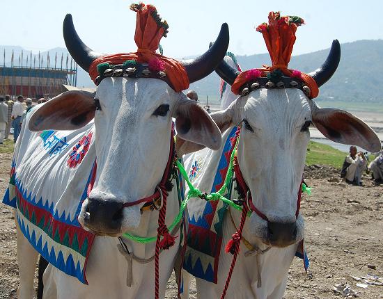 STATE LEVEL NALWARI FAIR BILASPUR